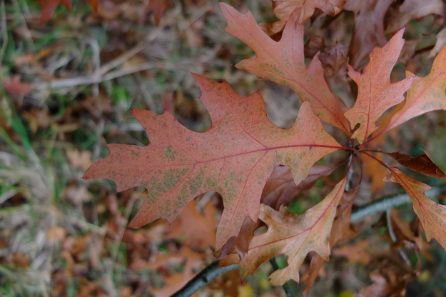 November close-up photo