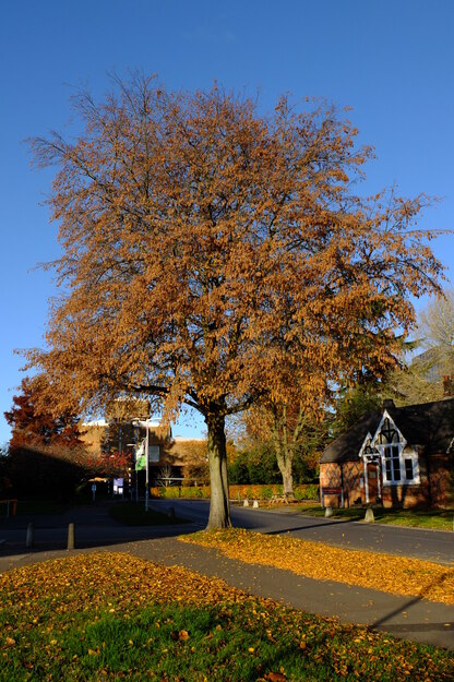 November tree photo