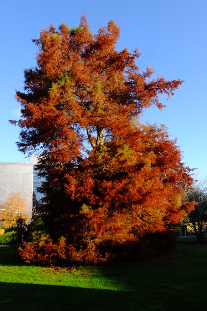 Hill Walk Top tree photo