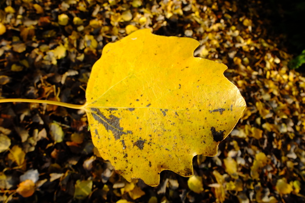 November close-up photo
