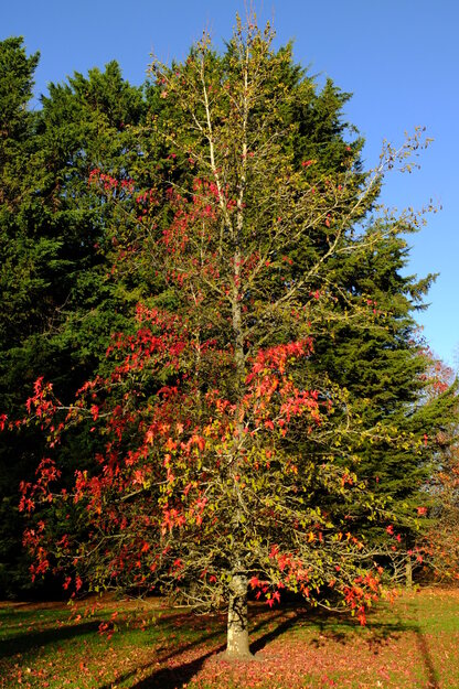 November tree photo
