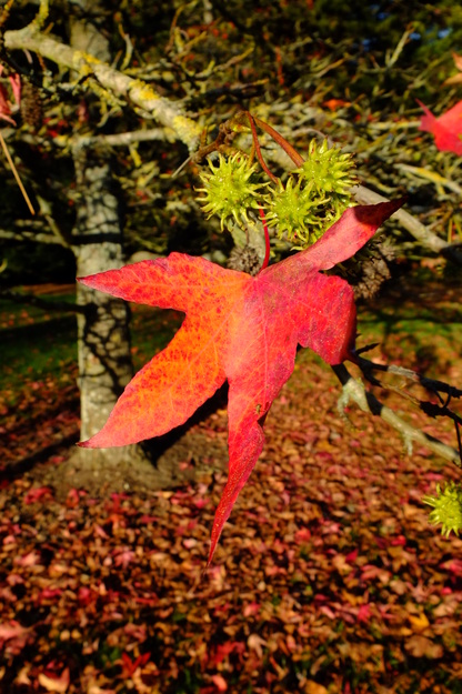 November close-up photo