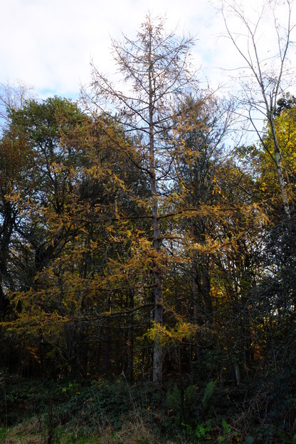 Zuckerman East tree photo