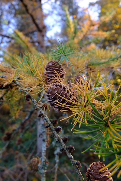 November close-up photo