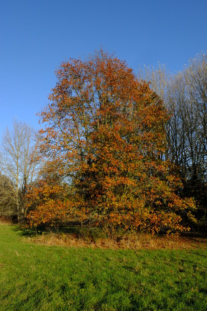 November tree photo