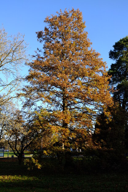 November tree photo