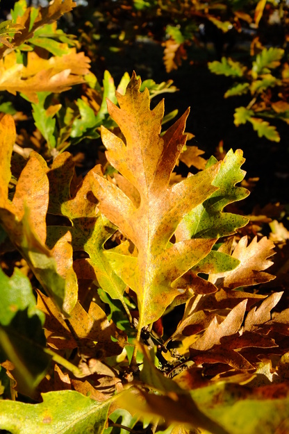 November close-up photo