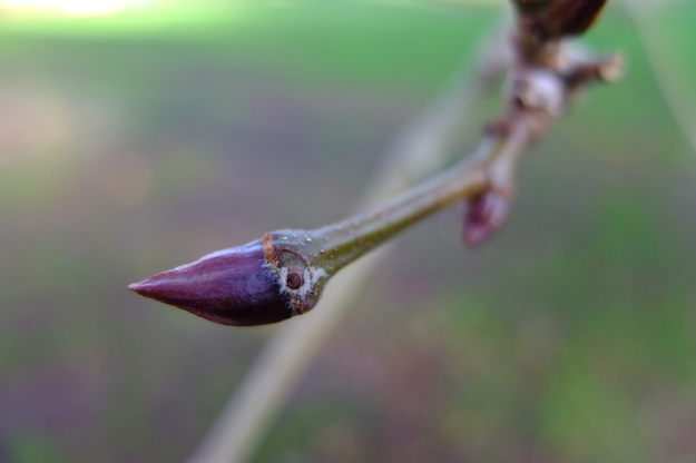January close-up photo