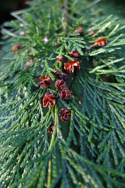 January close-up photo