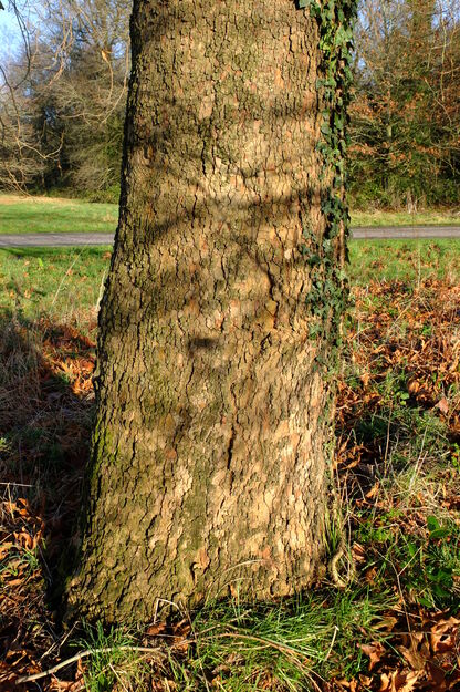 January close-up photo