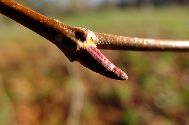 January close-up photo