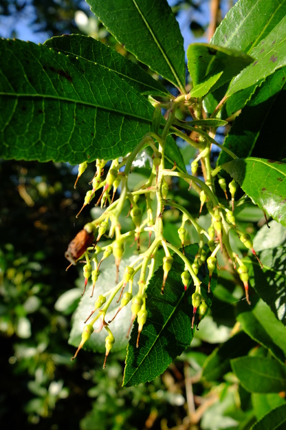 January close-up photo