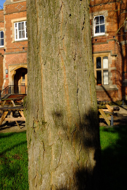 January close-up photo