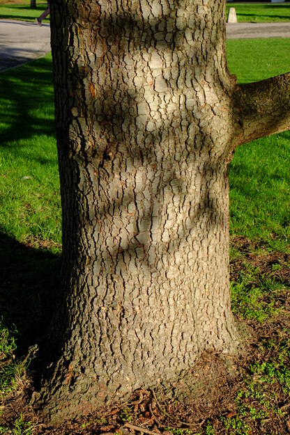 January close-up photo