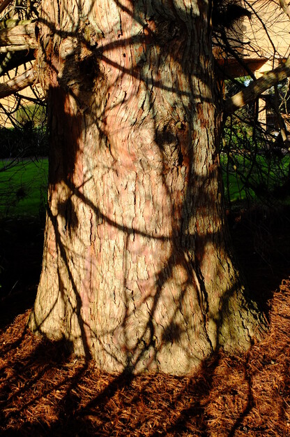 January close-up photo