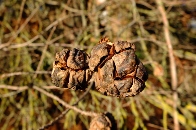 January close-up photo