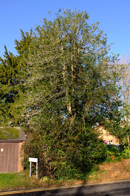 Park House Lodge tree photo