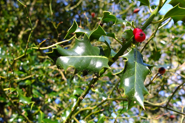 January close-up photo