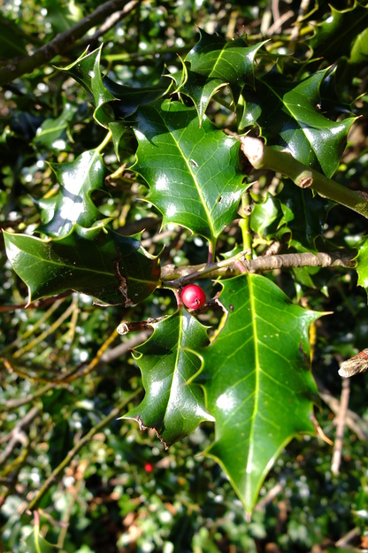 January close-up photo