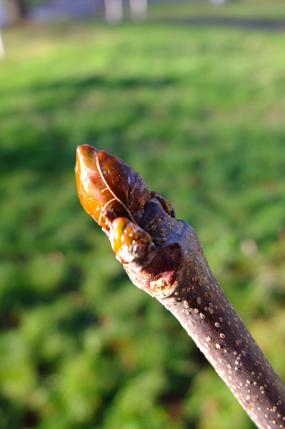 January close-up photo
