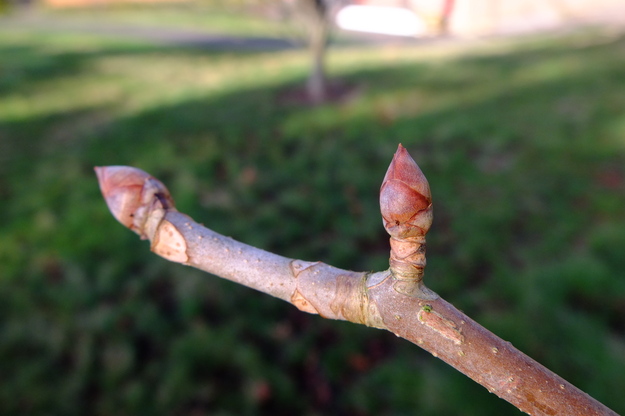 January close-up photo