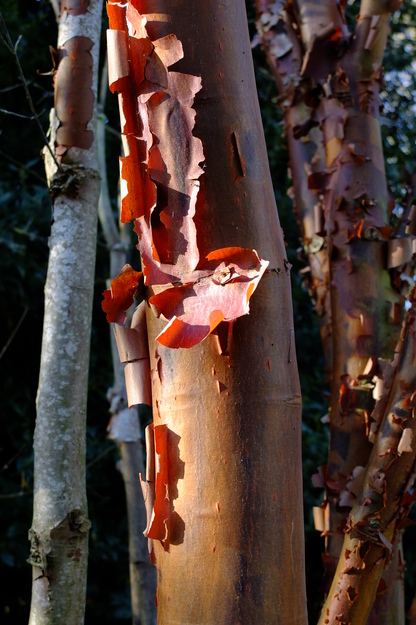 January close-up photo