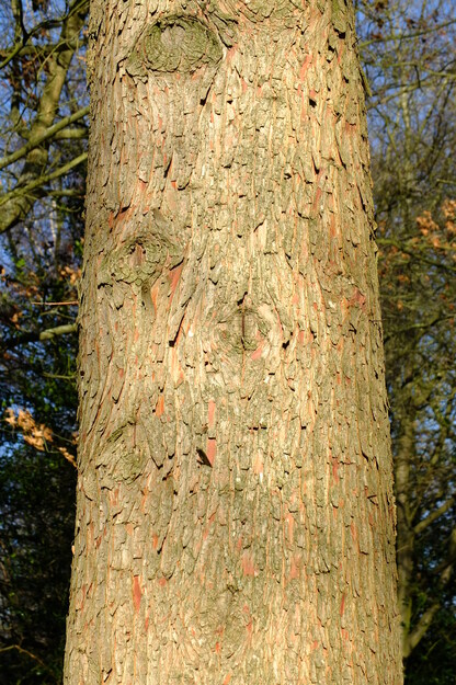 January close-up photo