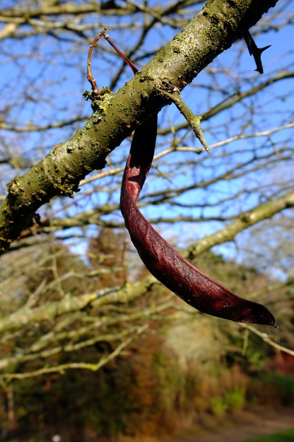 January close-up photo