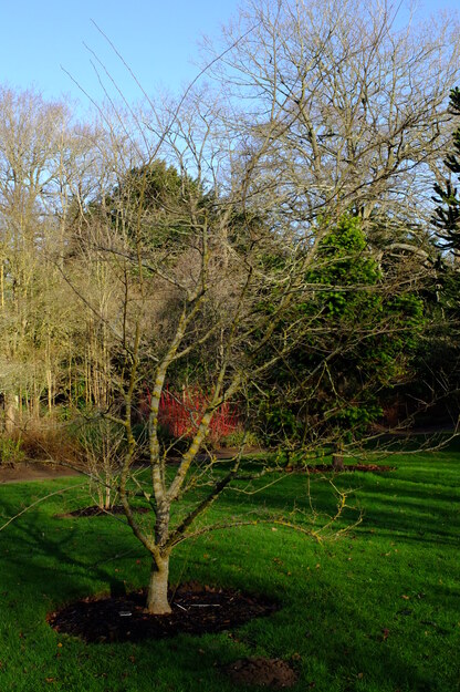 January tree photo