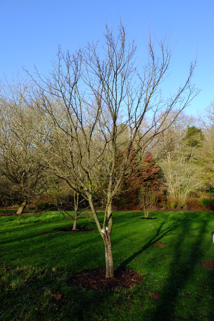 January tree photo