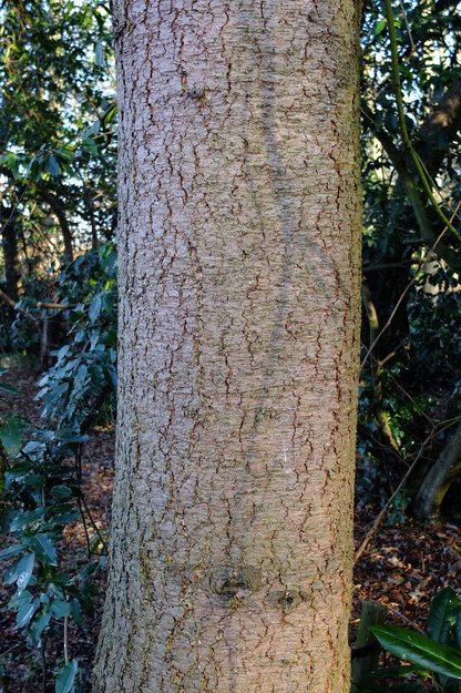 January close-up photo