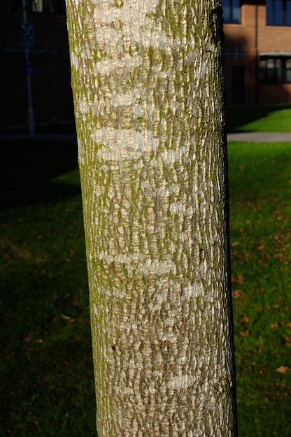January close-up photo