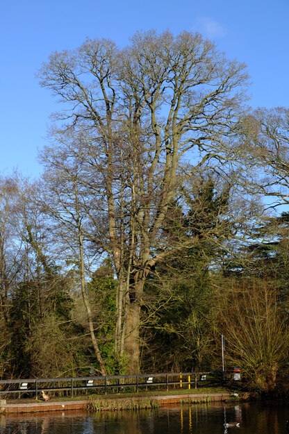 January tree photo