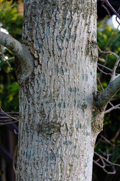 January close-up photo