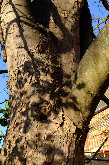 January close-up photo