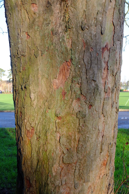 January close-up photo