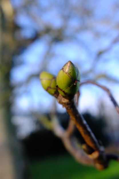 January close-up photo