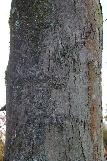 January close-up photo