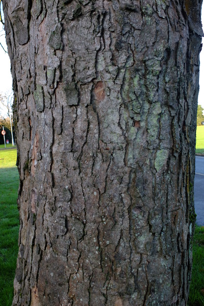 January close-up photo