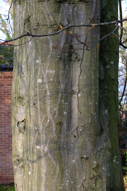 January close-up photo