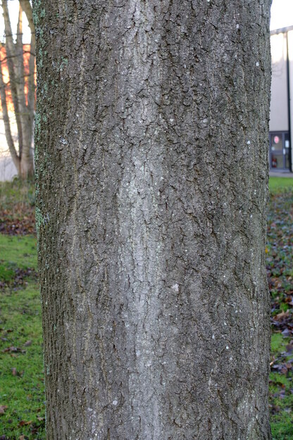 January close-up photo