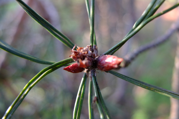 January close-up photo