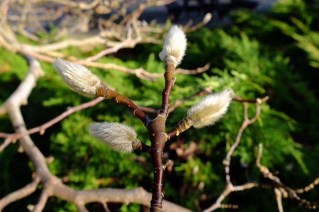 January close-up photo
