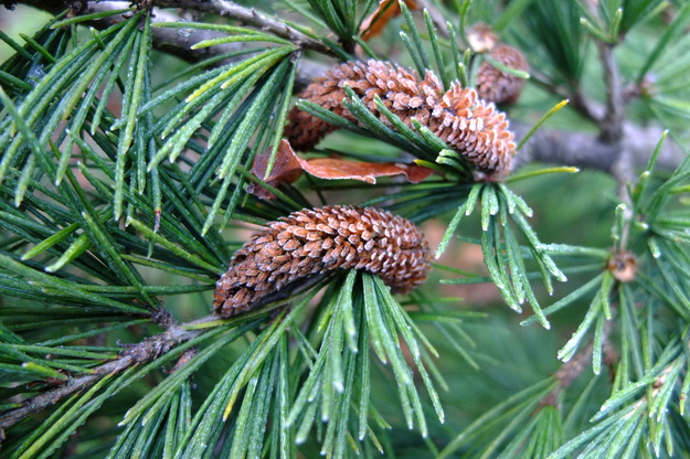 January close-up photo