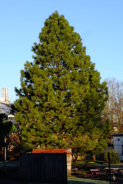 Photo of Pinus ponderosa