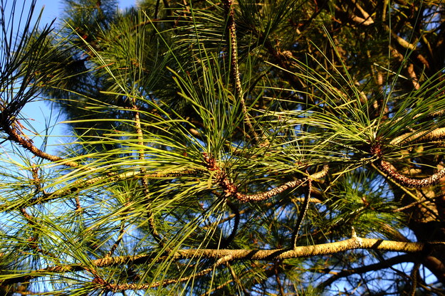 January close-up photo