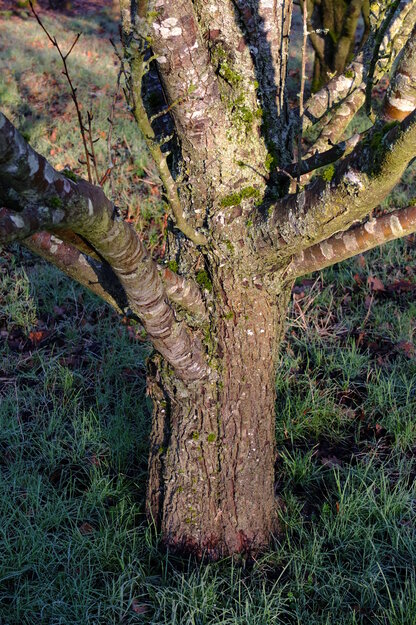 January close-up photo