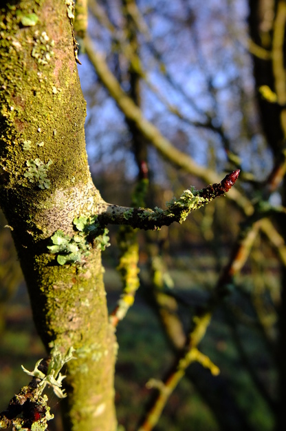 January close-up photo