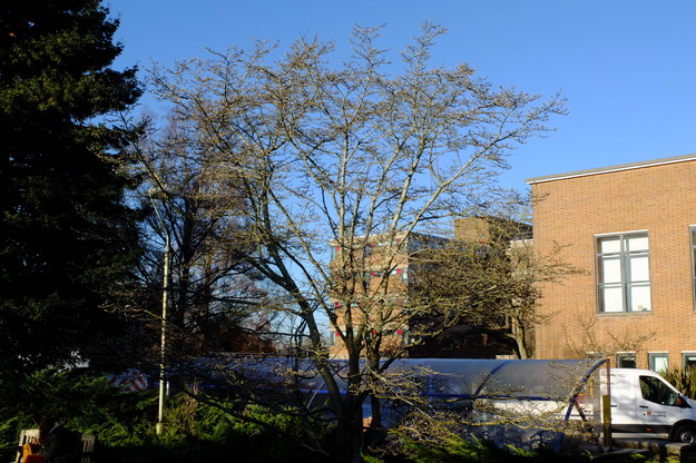 January tree photo