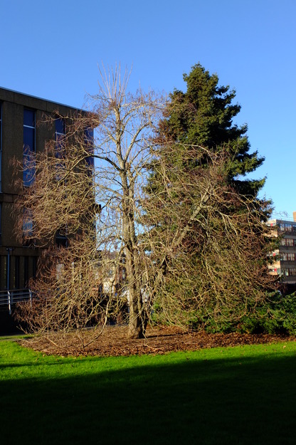 January tree photo